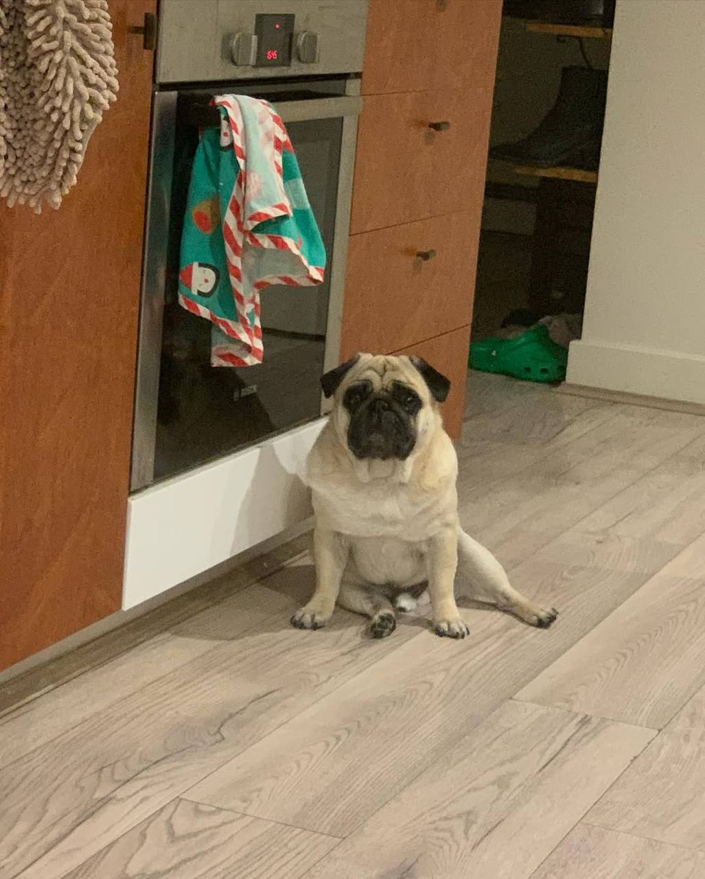Toffee, a fawn Pug puppy available for adoption