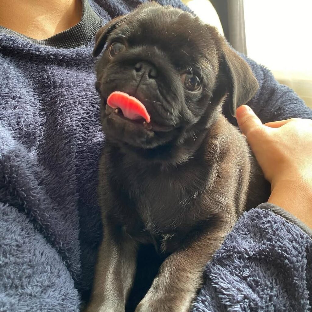 Truffle, a fawn Pug puppy available for adoption