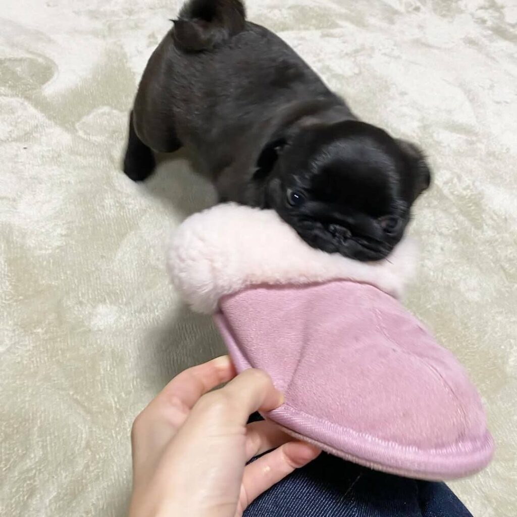 Truffle, a fawn Pug puppy available for adoption