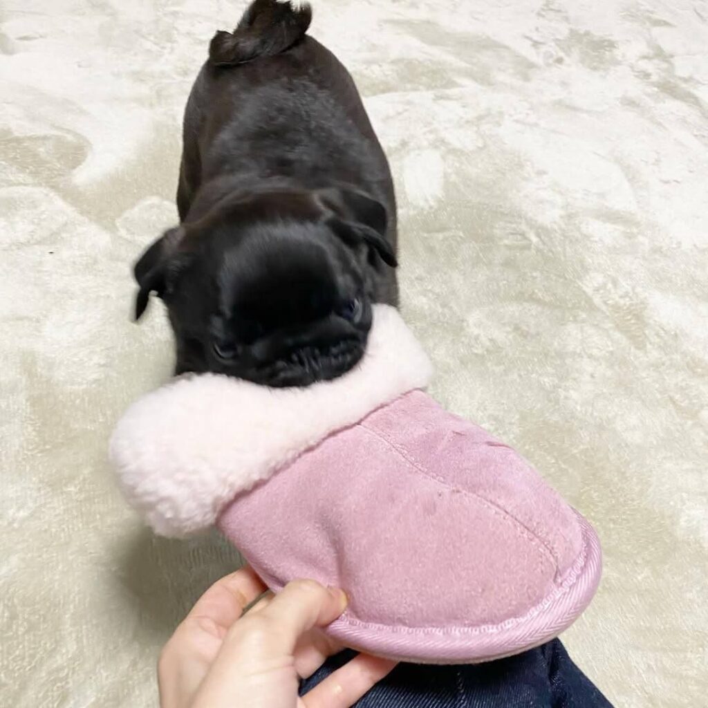 Truffle, a fawn Pug puppy available for adoption
