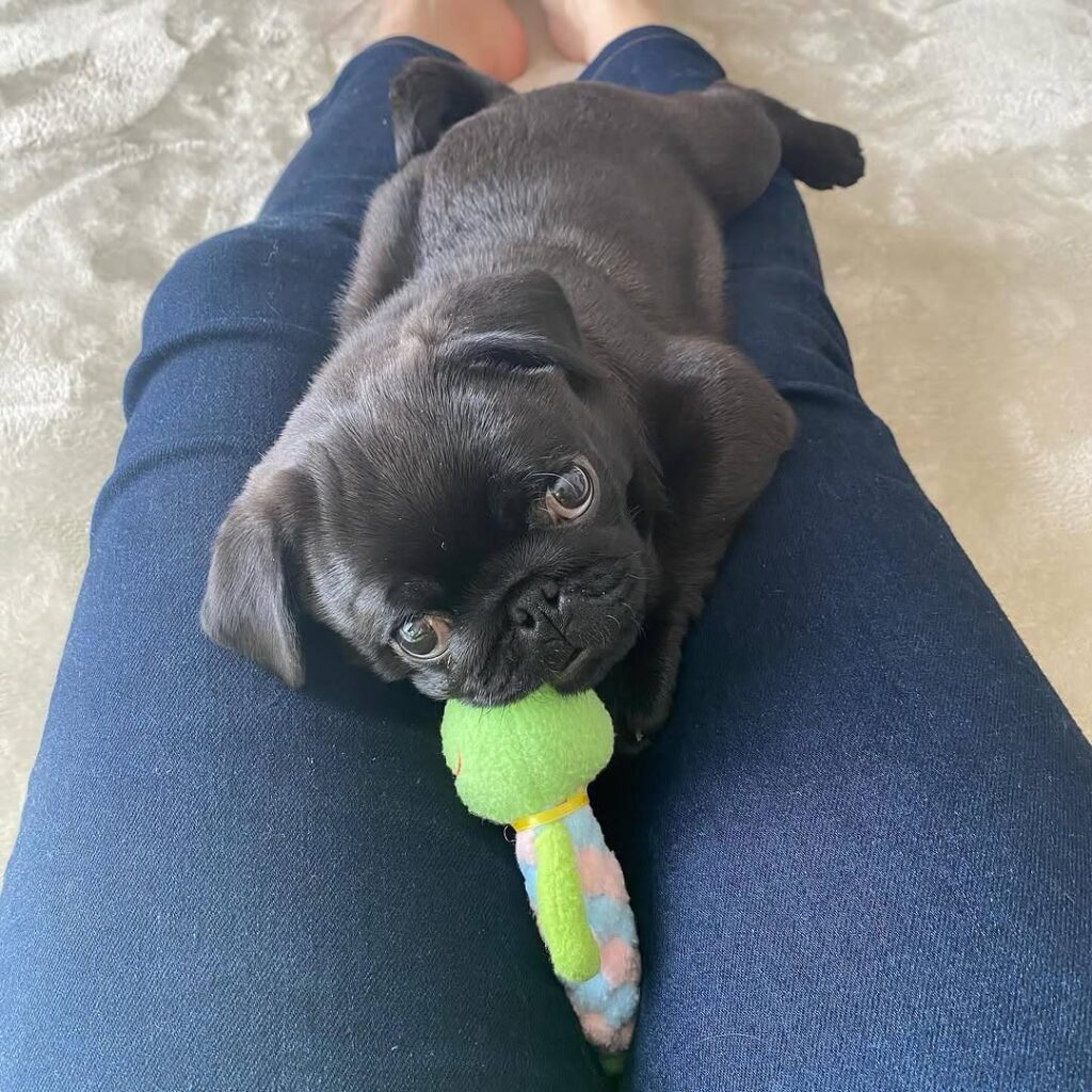 Truffle, a fawn Pug puppy available for adoption