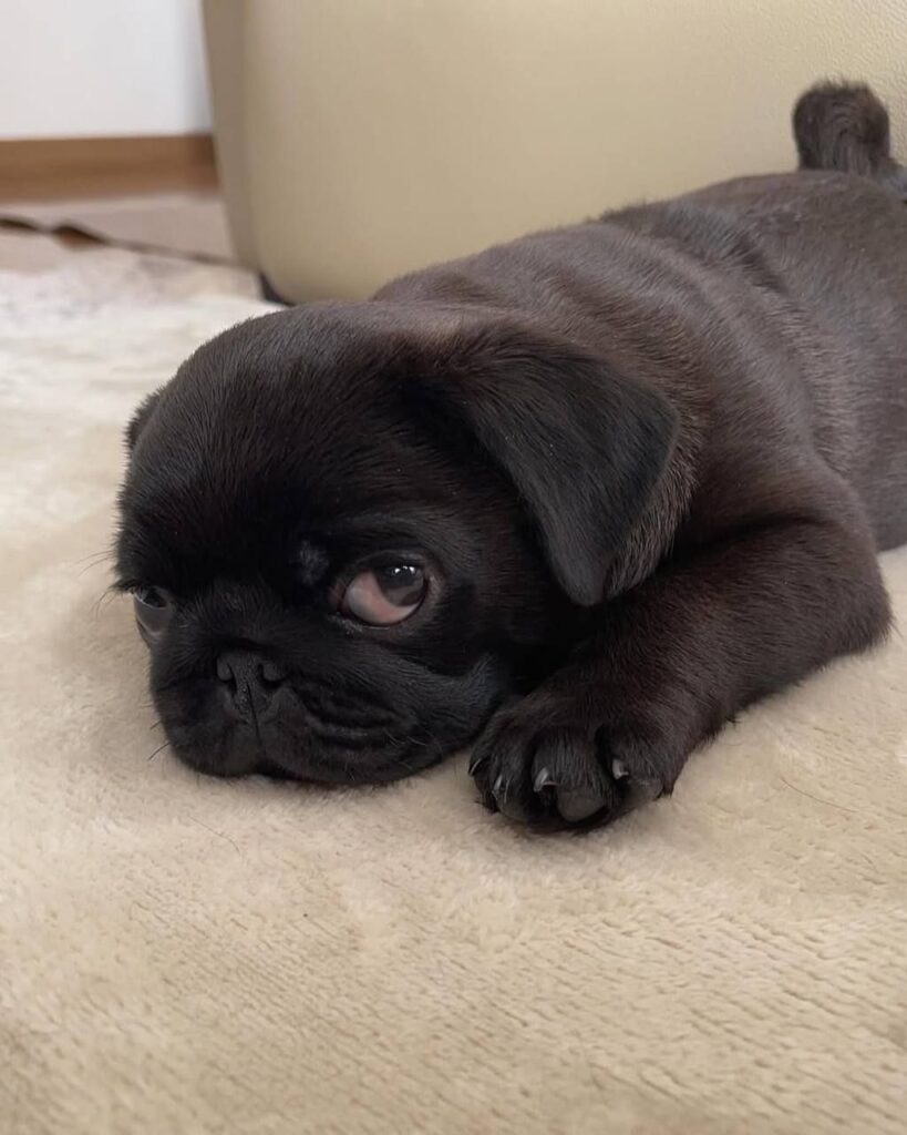 Truffle, a fawn Pug puppy available for adoption