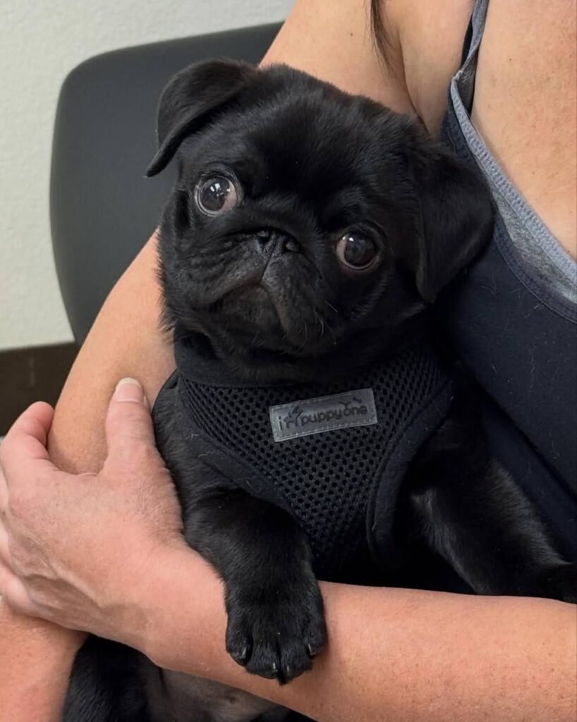 Truffle, a fawn Pug puppy available for adoption