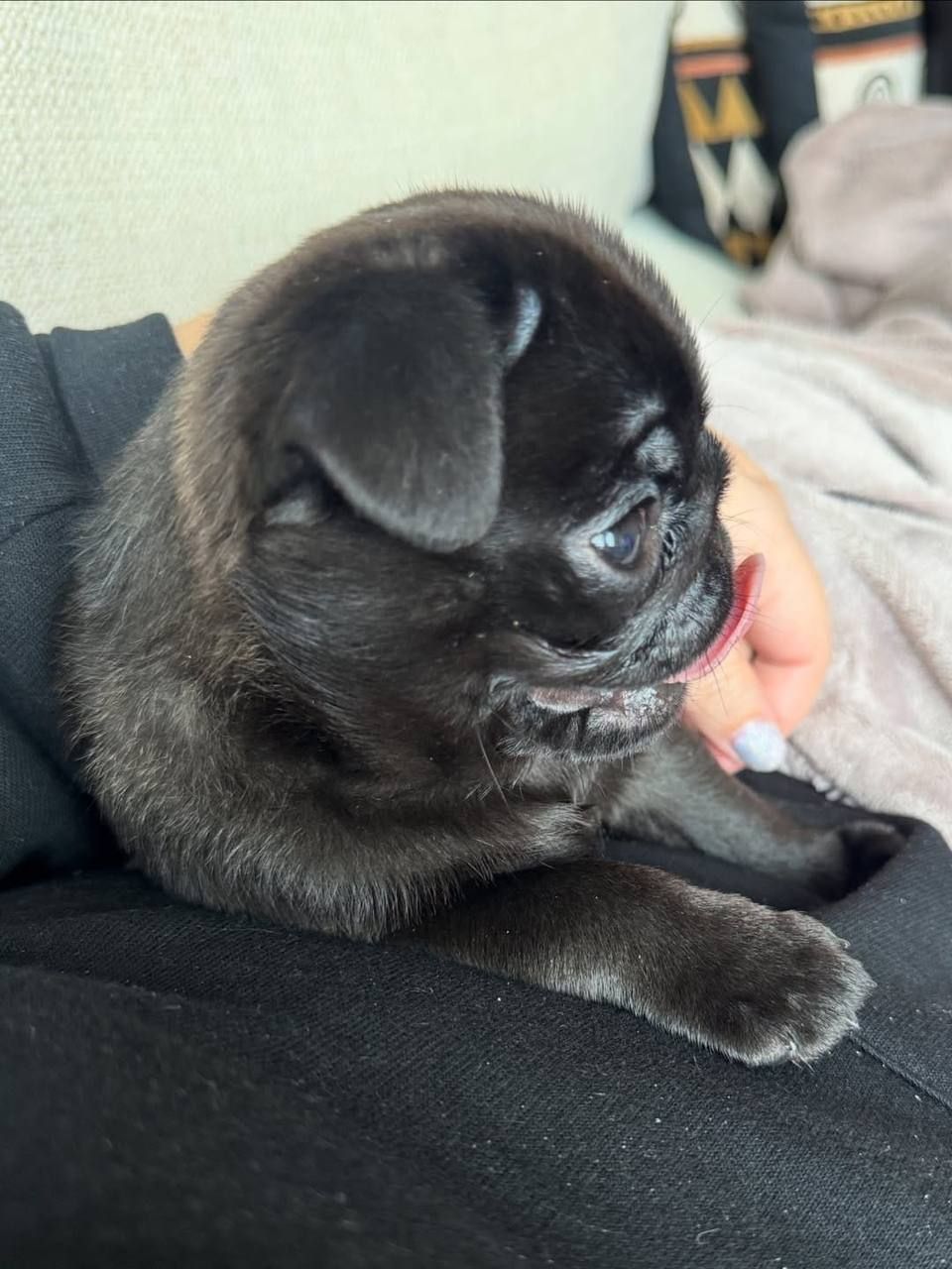 Truffle, a fawn Pug puppy available for adoption