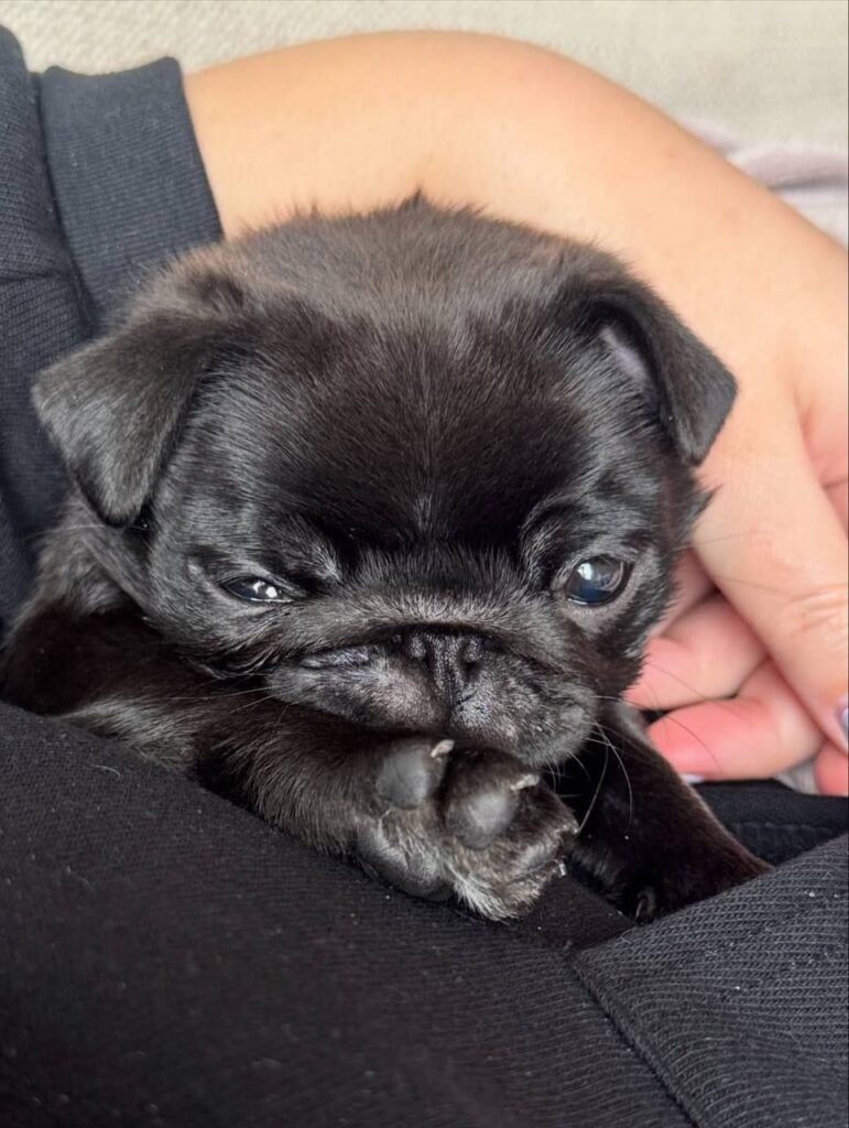 Truffle, a fawn Pug puppy available for adoption