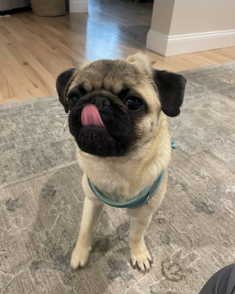 Waffles, a fawn Pug puppy available for adoption