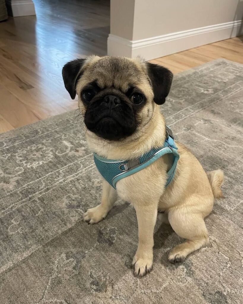 Waffles, a fawn Pug puppy available for adoption