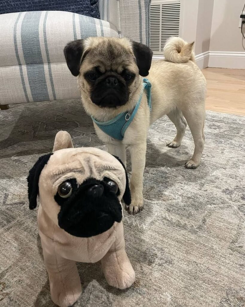 Waffles, a fawn Pug puppy available for adoption