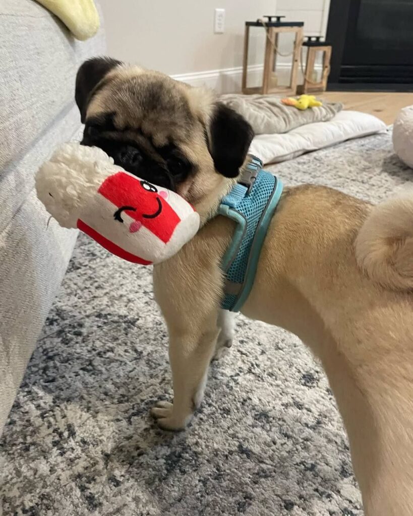 Waffles, a fawn Pug puppy available for adoption