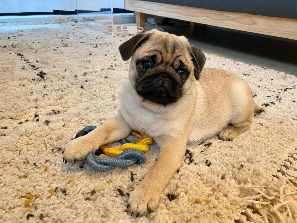 Waffles, a fawn Pug puppy available for adoption