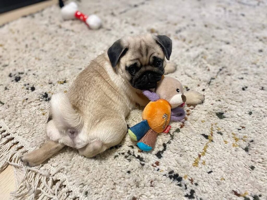 Waffles, a fawn Pug puppy available for adoption