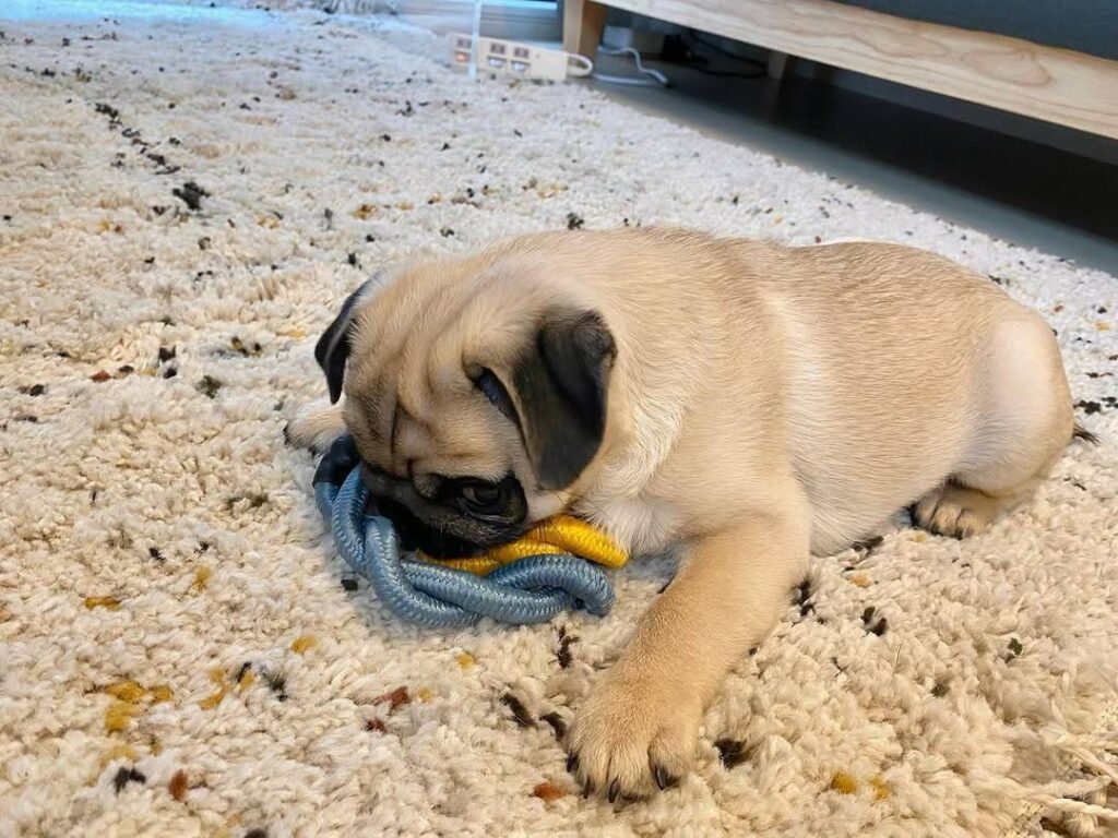 Waffles, a fawn Pug puppy available for adoption