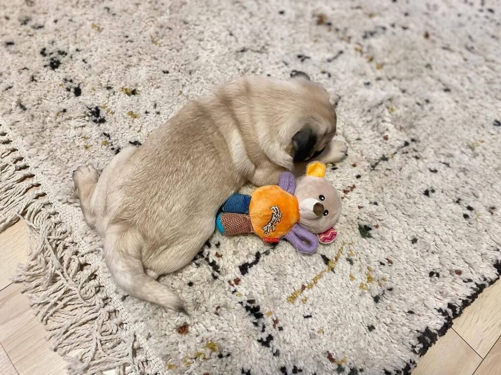 Waffles, a fawn Pug puppy available for adoption