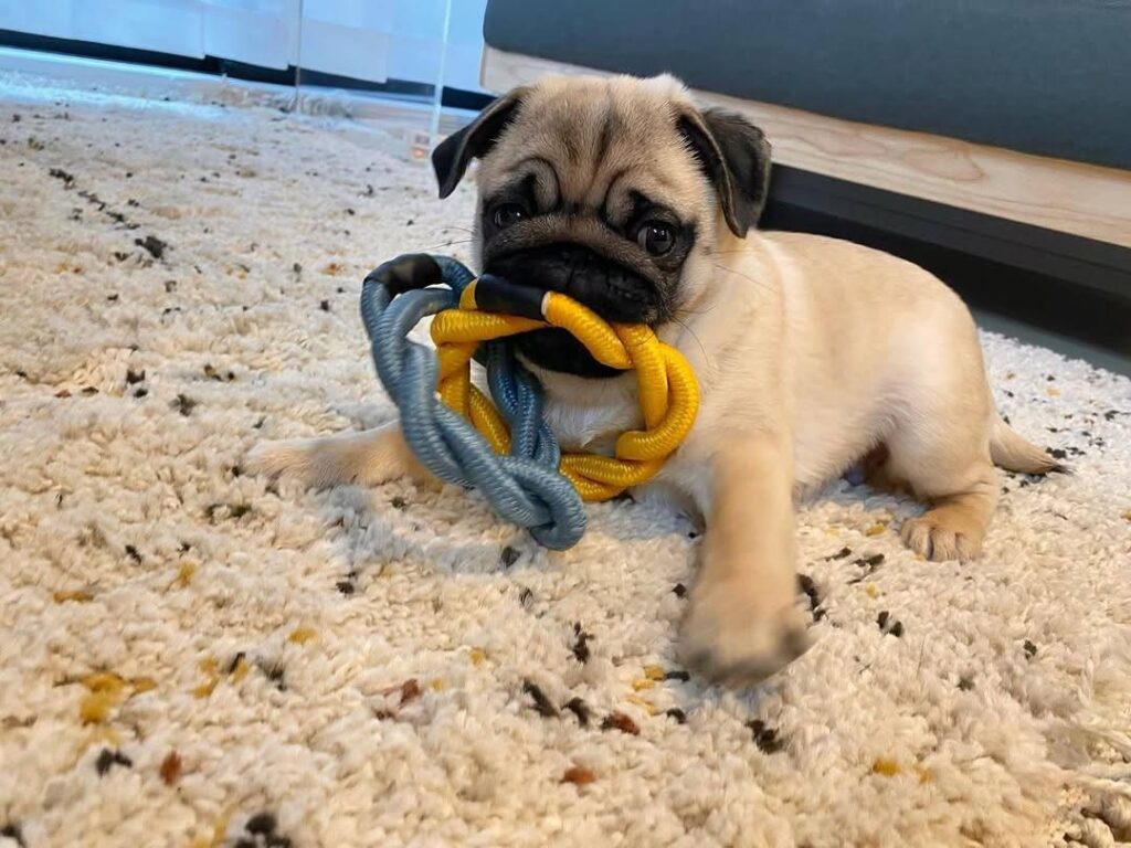 Waffles, a fawn Pug puppy available for adoption